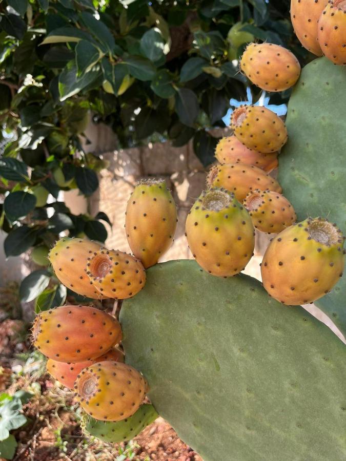노치 Il Trullo Di Mattia 빌라 외부 사진